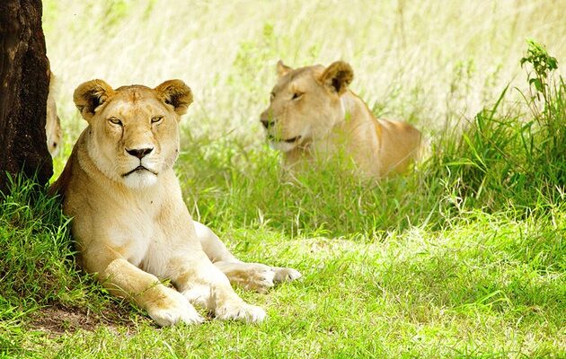 africa-best-game-reserves-maasai-mara africa-best-game-reserves-maasai-mara