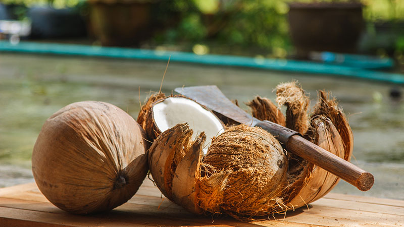 coconut in siri lanka coconut in siri lanka
