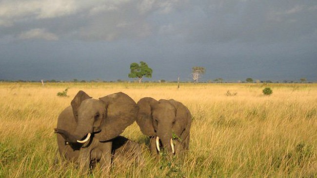 elephents in East Africa elephents in East Africa
