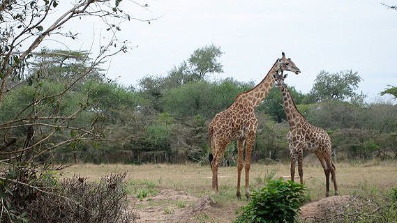 Giraffe in East Africa Giraffe in East Africa