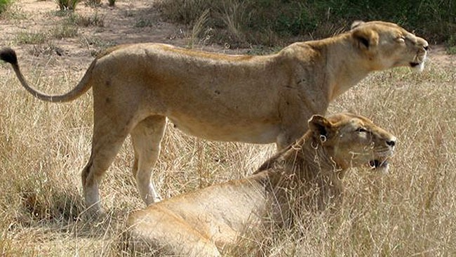 lions in East Africa lions in East Africa