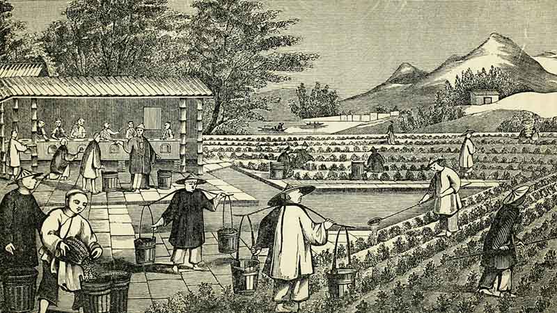 history of tea in china history of tea in china