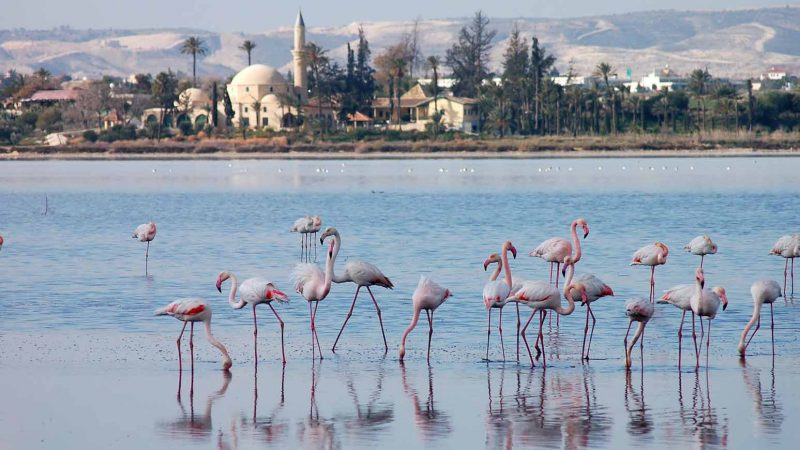larnaca salt lakes larnaca salt lakes
