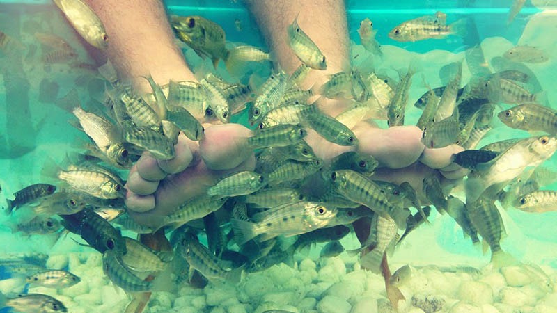 Foot massage with fish Foot massage with fish