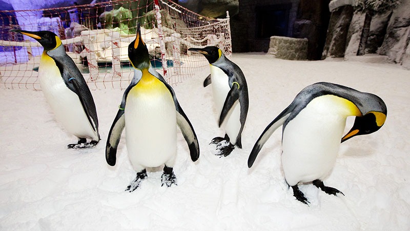 penguin dubai penguin dubai