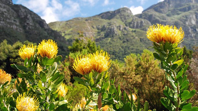 kirstenbosch national botanic gardens kirstenbosch national botanic gardens