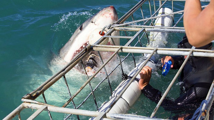south-africa-shark-cage-dive.jpg