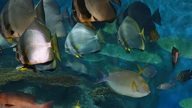 underwater world pattaya underwater world pattaya