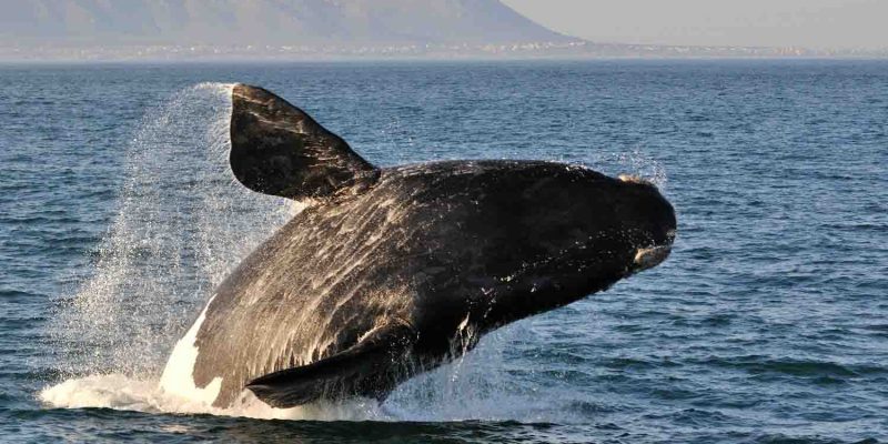 whale-watching whale-watching