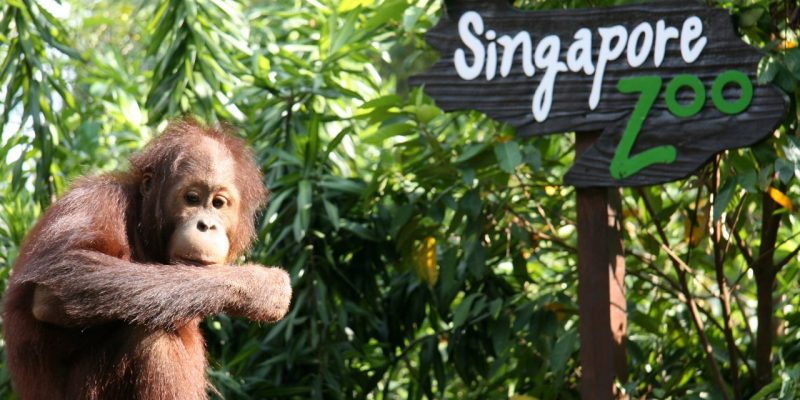 zoo zoo