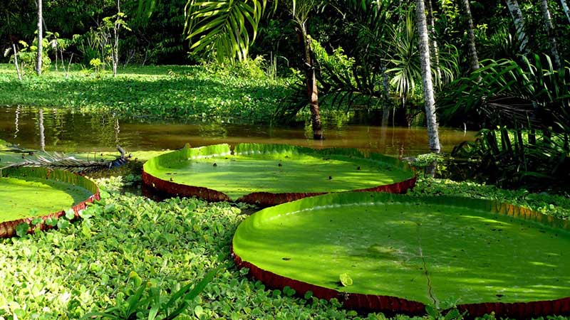 amazon forest amazon forest