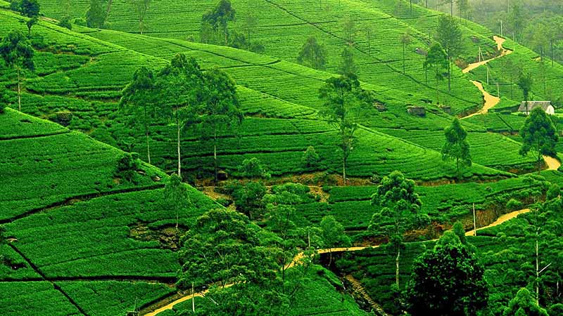 nuwara eliya nuwara eliya