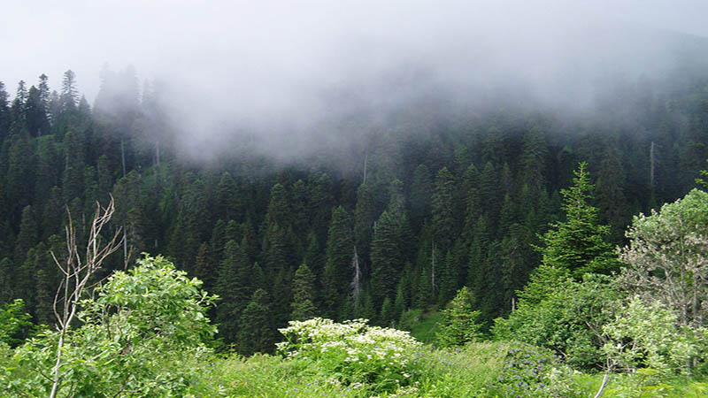 sochi national park2 sochi national park2