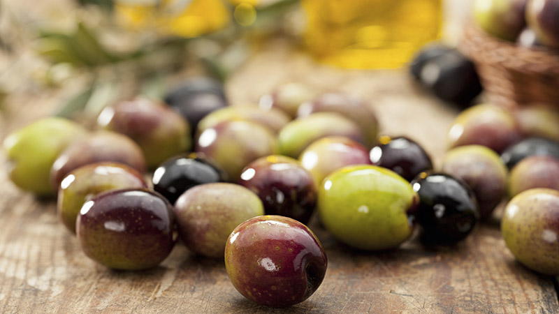 dafnis family olive dafnis family olive