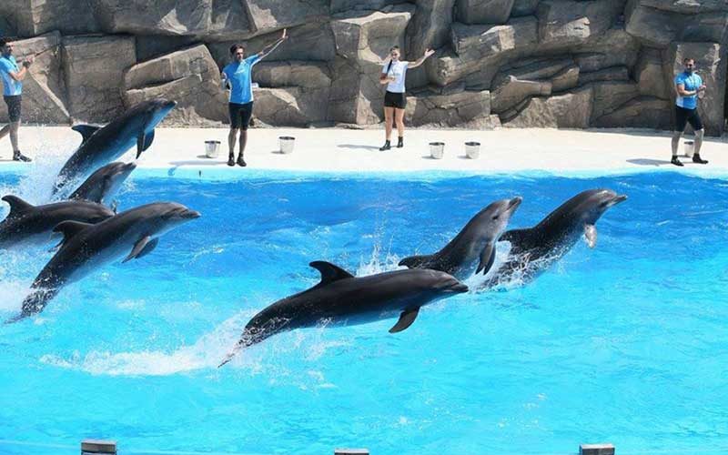 dolphins dolphins