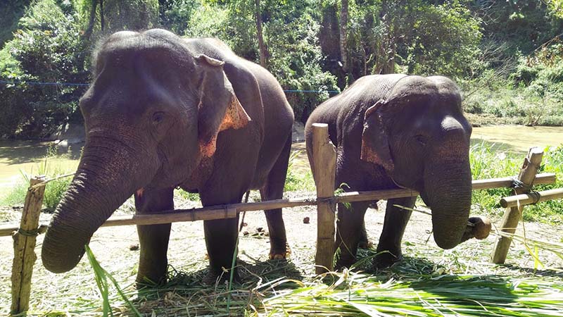 Elephant care in Thailand Elephant care in Thailand