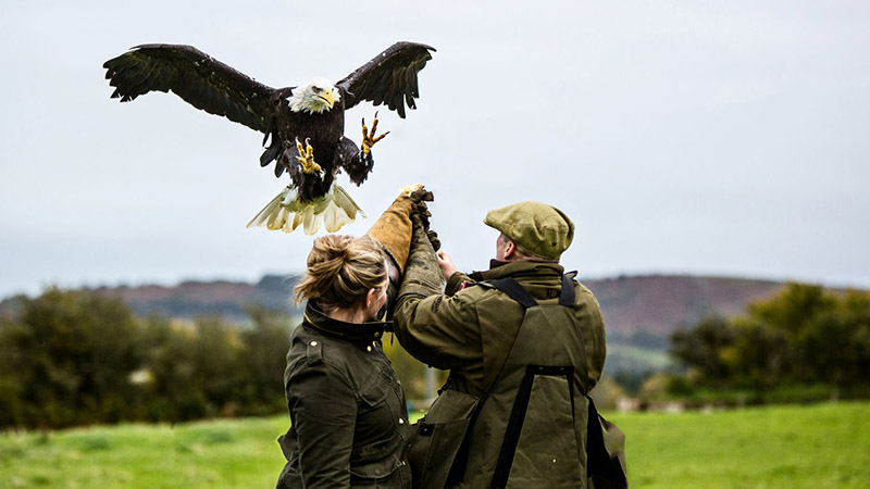 Falconry in Dartmoor National Park, Devon Falconry in Dartmoor National Park, Devon