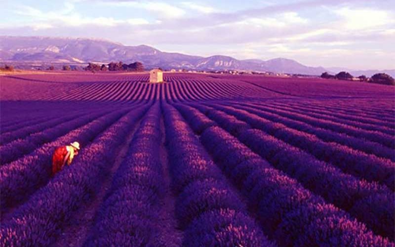 france france