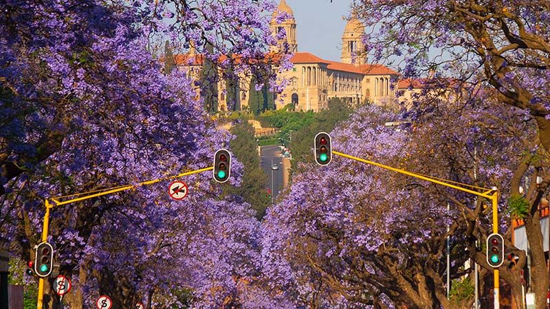 jacaranda trees pretoria jacaranda trees pretoria