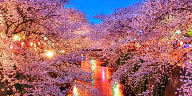 japanese-cherry-blossoms japanese-cherry-blossoms