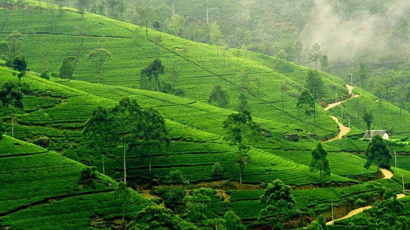 nuwara eliya nuwara eliya