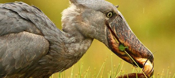 shoebill markus lilje