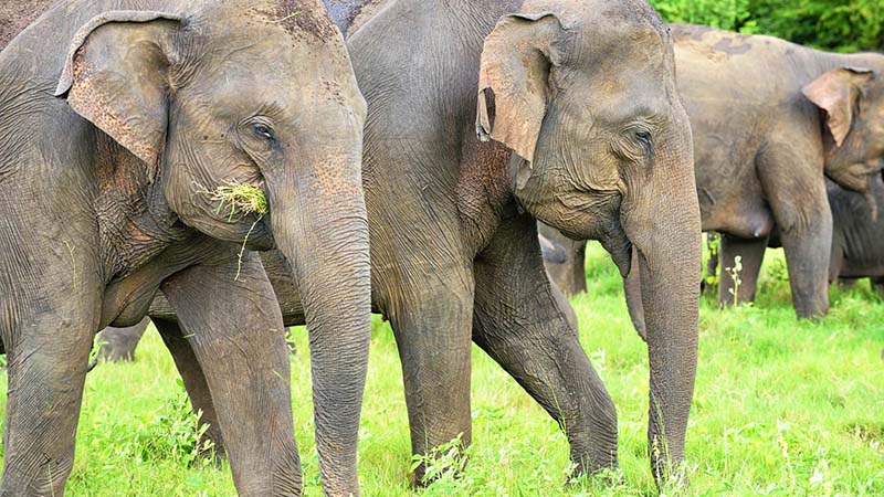 elephant in siri lanka elephant in siri lanka