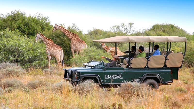 safari africa safari africa