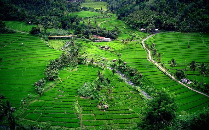 bali bali