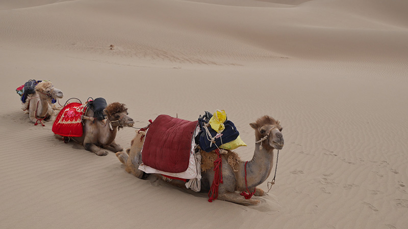 camels in Xinjiang camels in Xinjiang