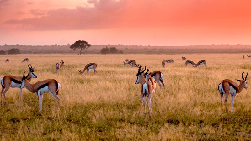 central kalahari botswana park central kalahari botswana park