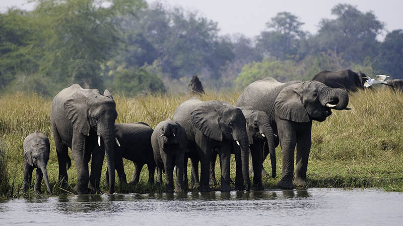 An elephant herd slating their thirst at the Shire River An elephant herd slating their thirst at the Shire River