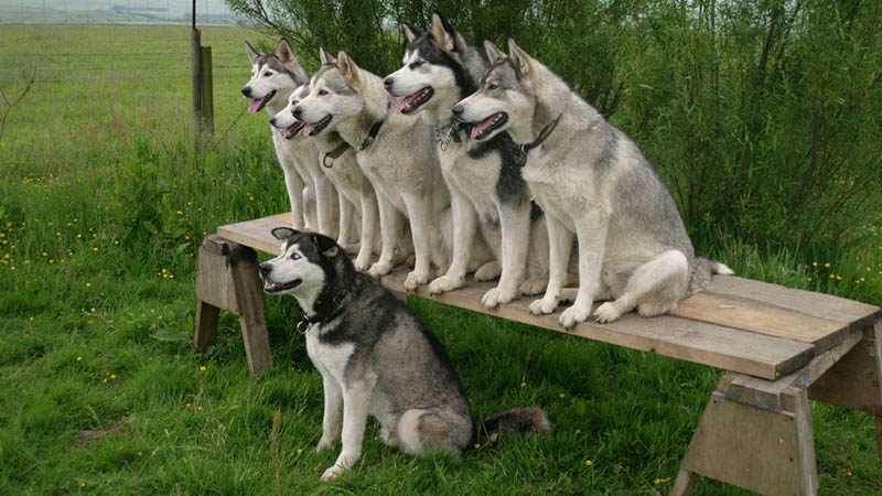 husky training پرورش هاسکی