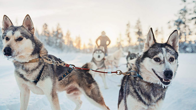 husky safari husky safari