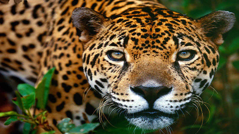 jaguar jaguar