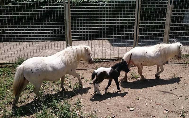 minature-horse minature-horse