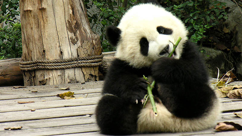 panda in Lou Guan Tai panda in Lou Guan Tai