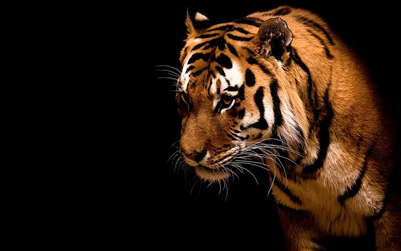 tiger tiger