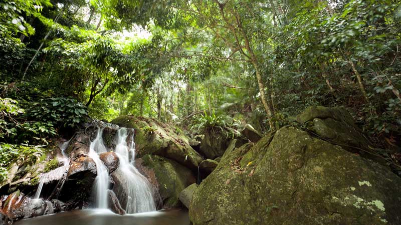 Malaysia jungle Malaysia jungle