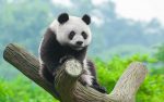 چه چیزی پانداها را به این اندازه خاص کرده است؟