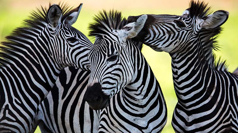 zebras-grooming.jpg
