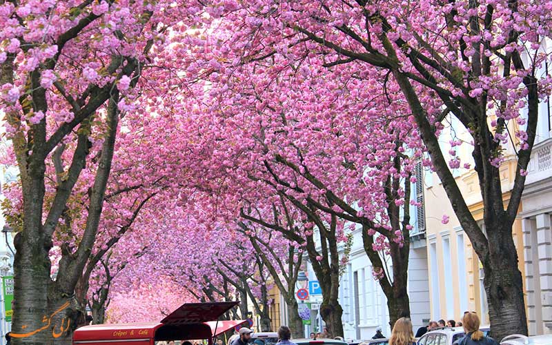 خیابان شکوفه های گیلاس خیابان شکوفه های گیلاس