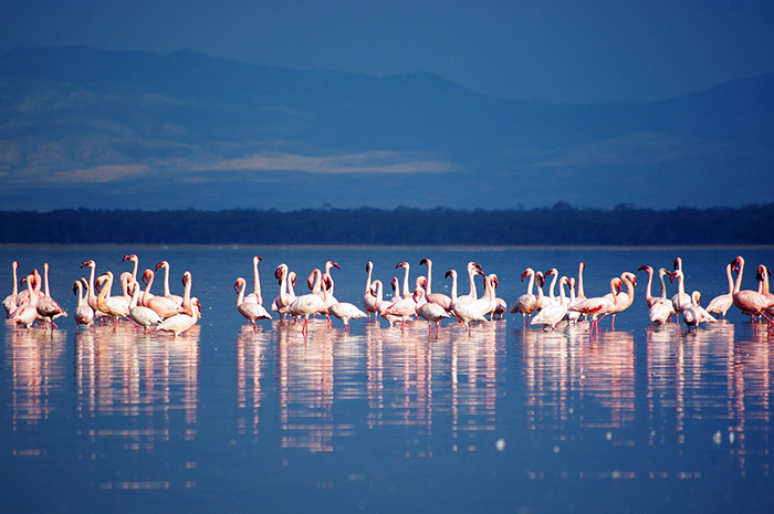 Flamingos-in-Lake-Nakuru.jpg