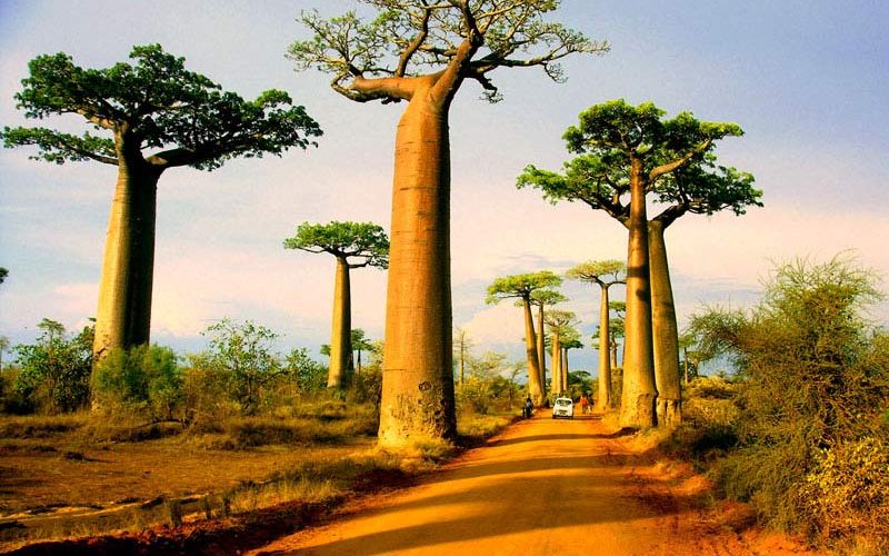 avenue-of-the-baobabs-800x500.jpg