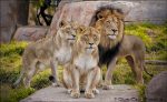 قدیمی ترین باغ وحش شبه جزیره عربستان، باغ وحش دبی