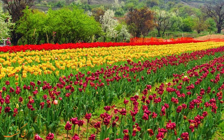 باغ لاله یادبود ایندیرا گاندی ( باغ لاله یادبود ایندیرا گاندی (