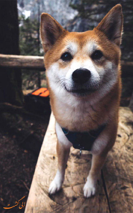 سگ های اینستاگرام بامزه