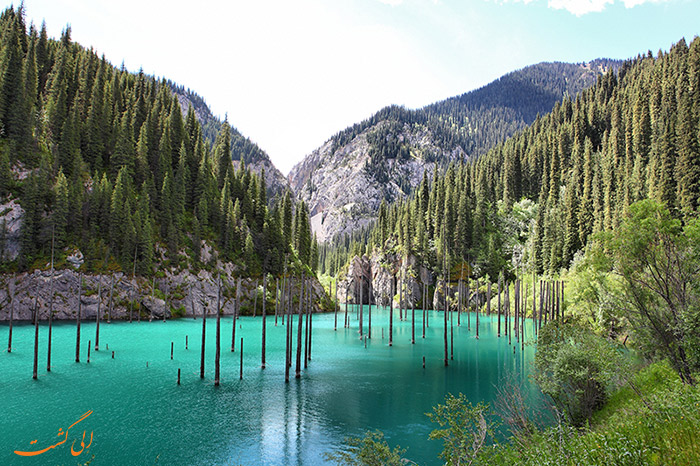 جنگل های زیر آب قزاقستان جنگل های زیر آب قزاقستان