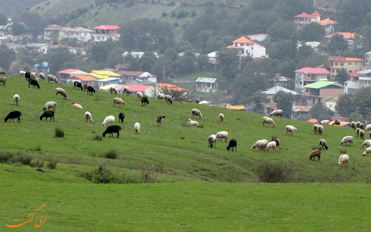 روستا روستا