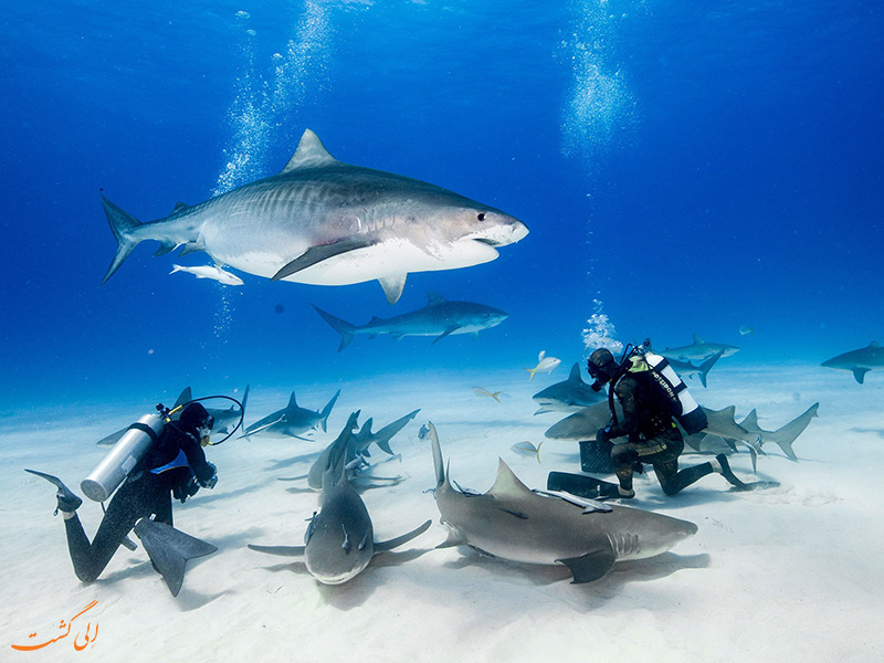 tiger-beach-bahamas-tiger-shark-tout.jpg